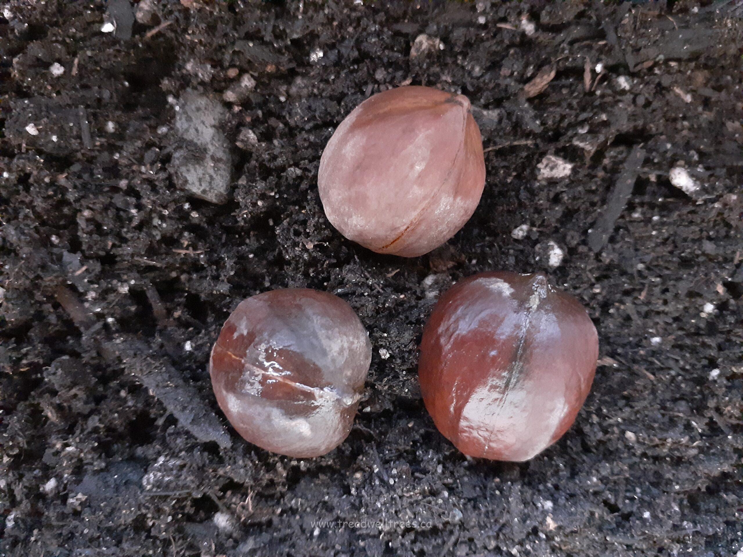 Pignut Hickory