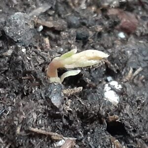 Sassafras - Image 6