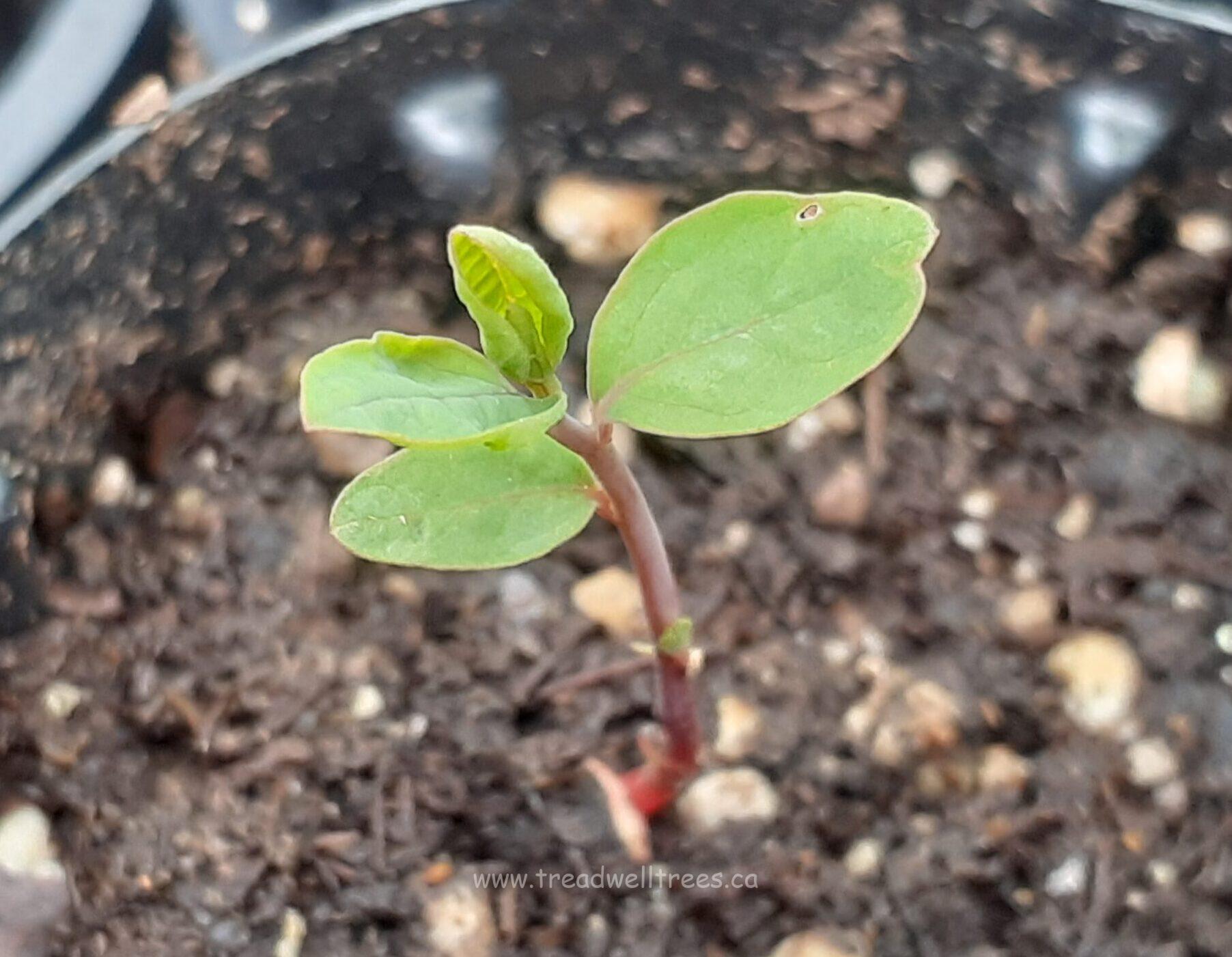 Sassafras - Image 4