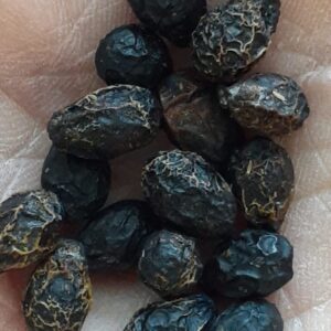 Sassafras - Image 7