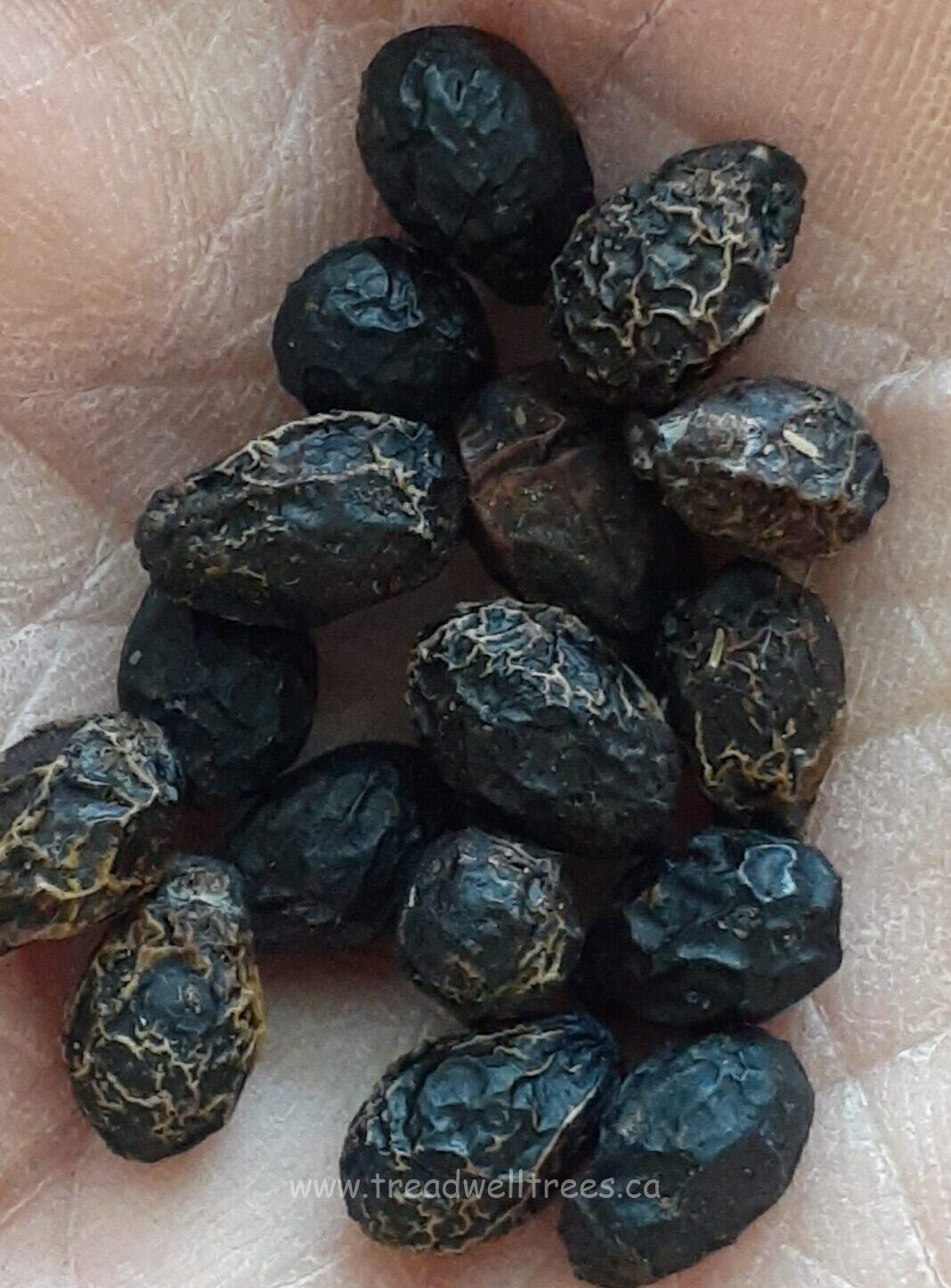 Sassafras - Image 7