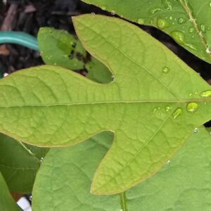 Sassafras - Image 2