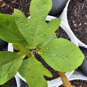 Sassafras - Image 3