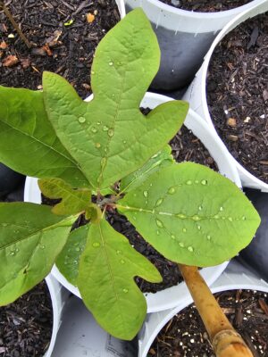 Sassafras - Image 3