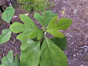 Sassafras