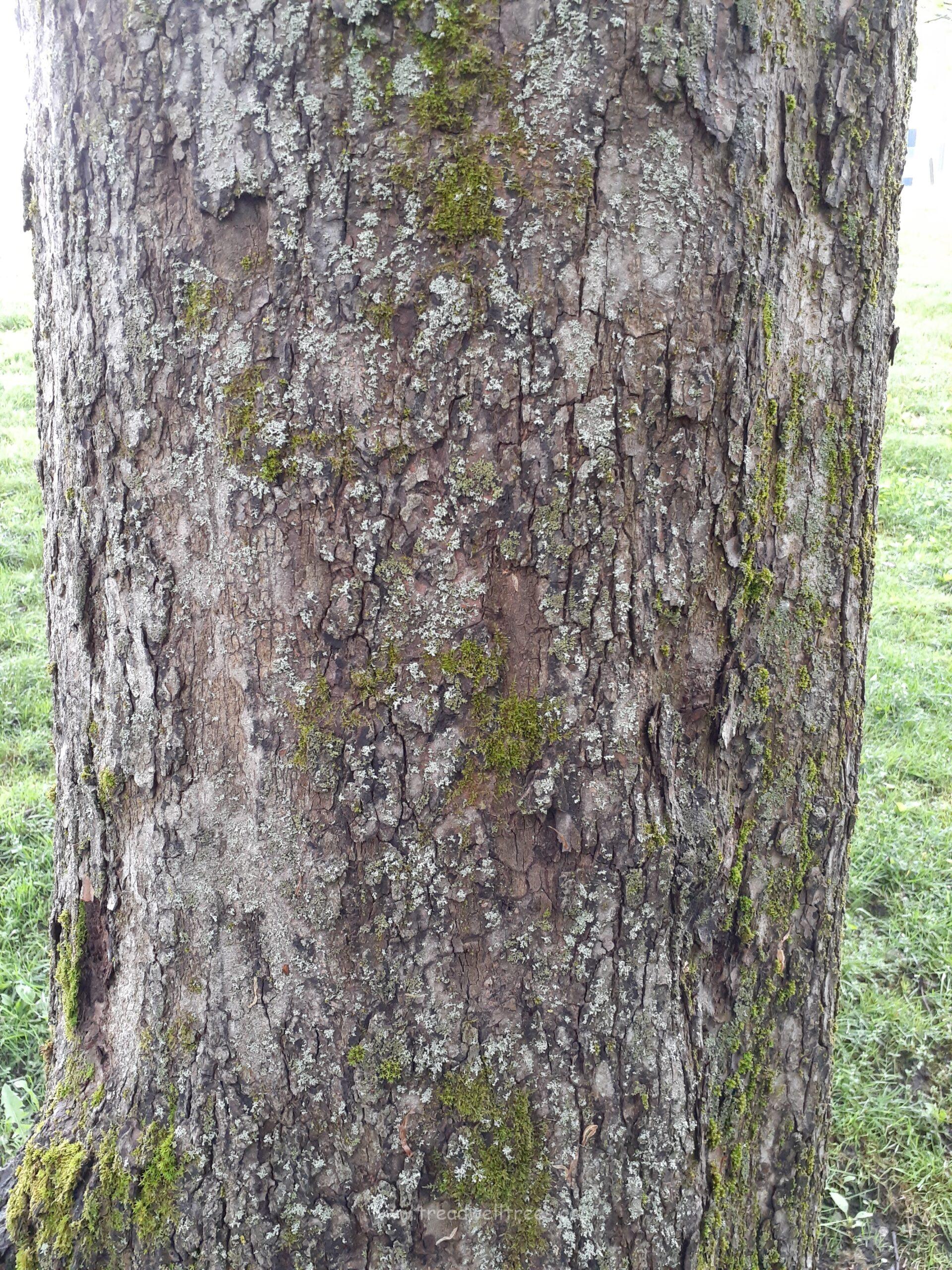 Scotch Elm - Image 5