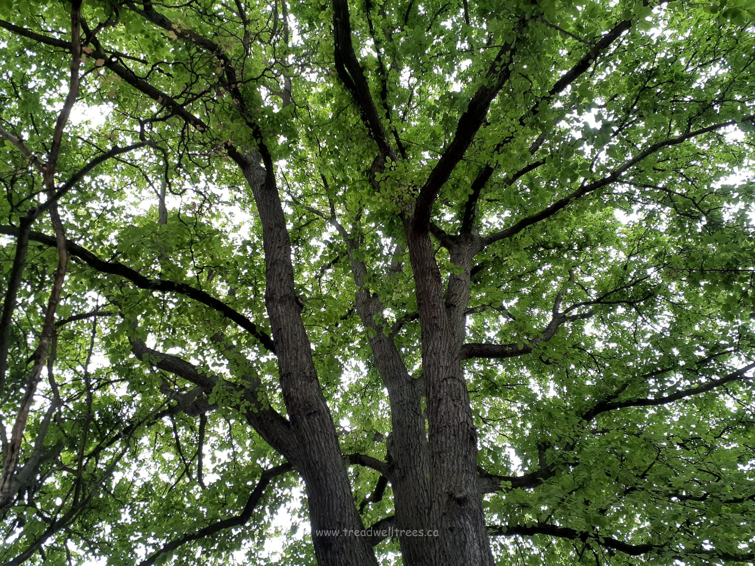 Scotch Elm - Image 2