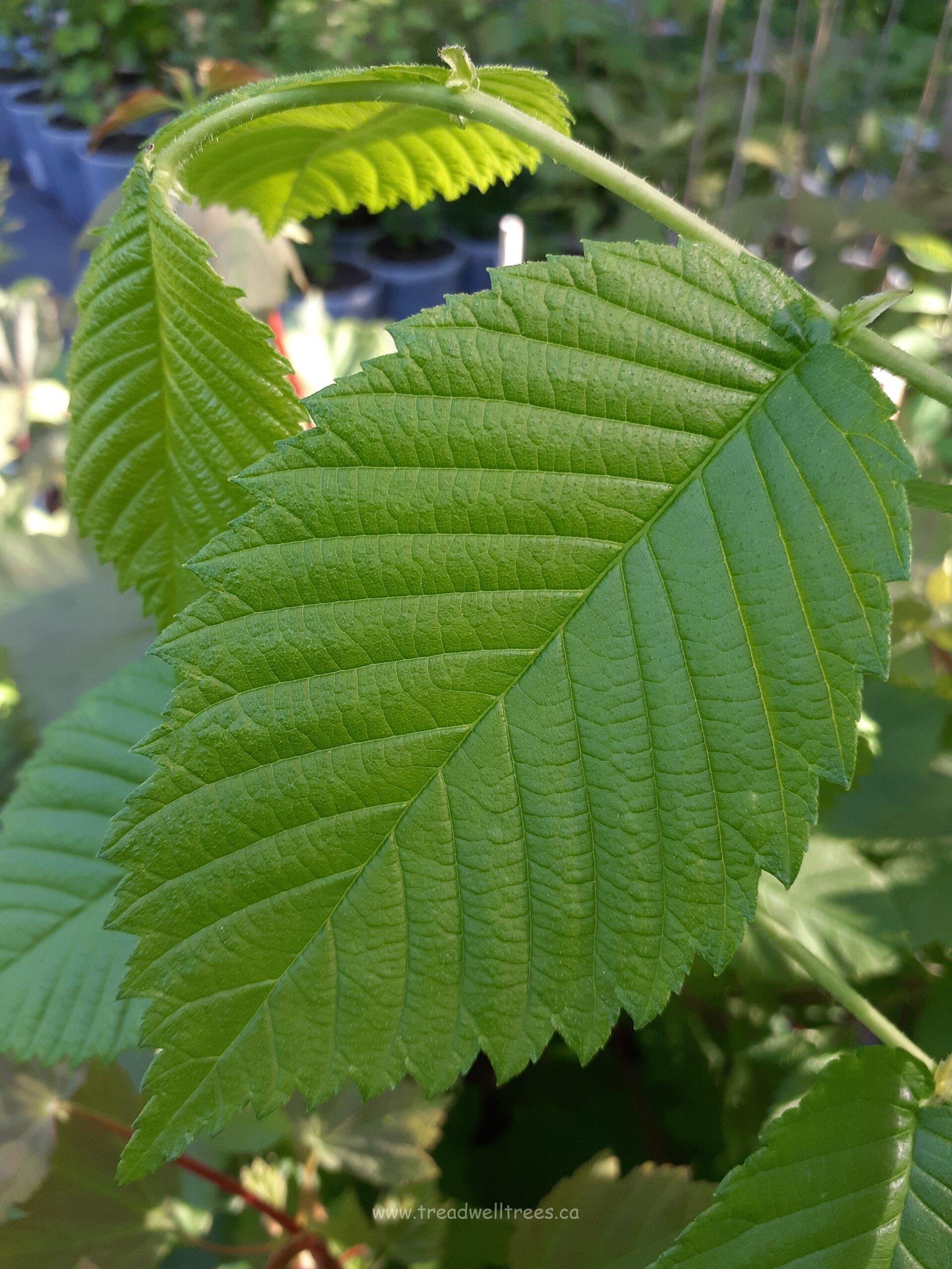 Scotch Elm - Image 4