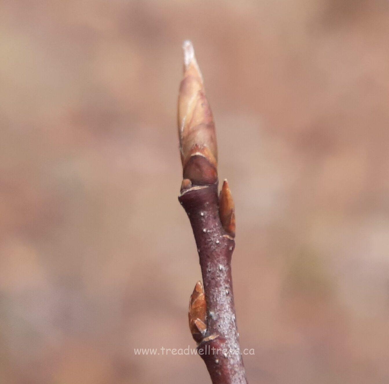 Downy Serviceberry - Image 2
