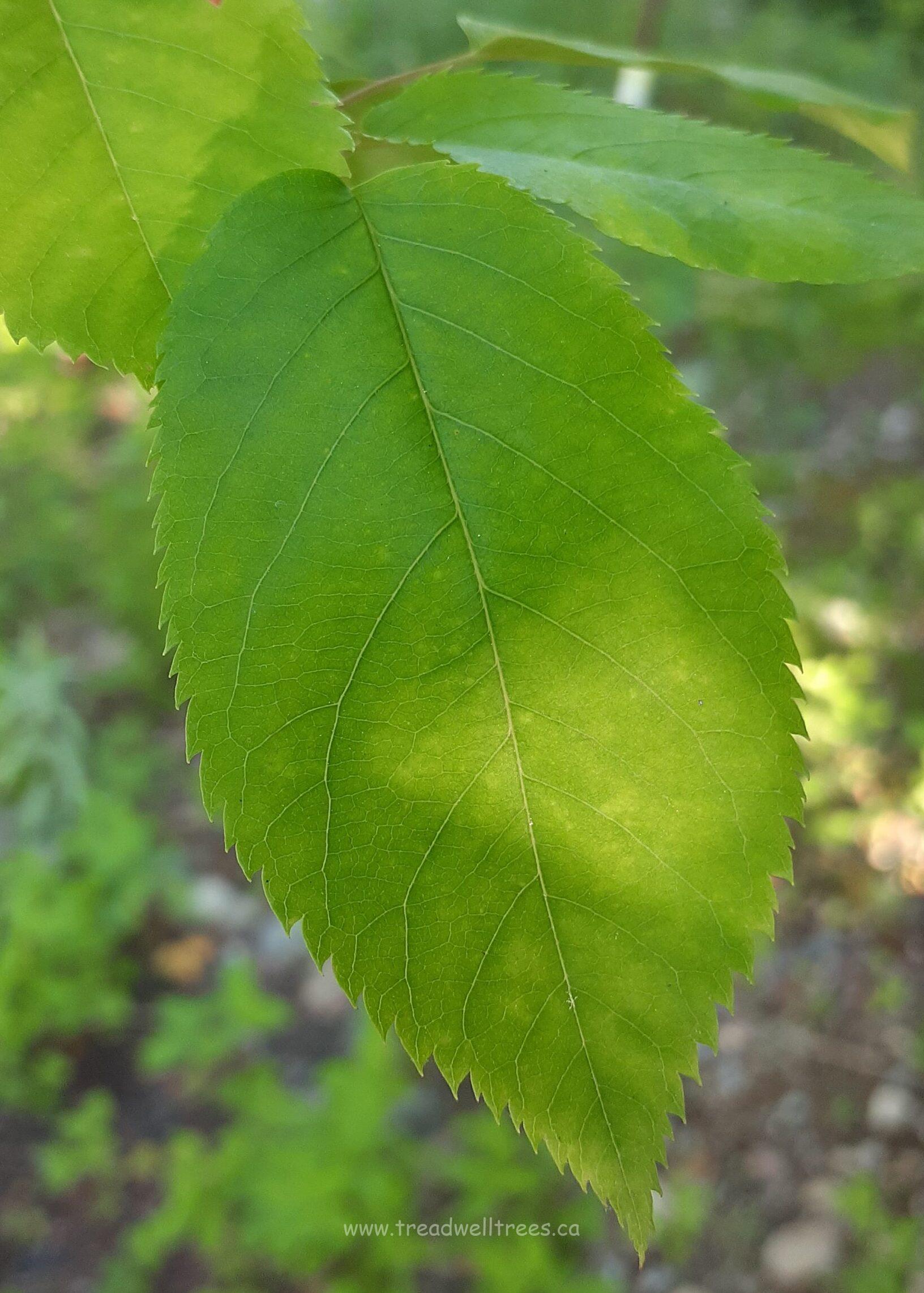 Downy Serviceberry - Image 4