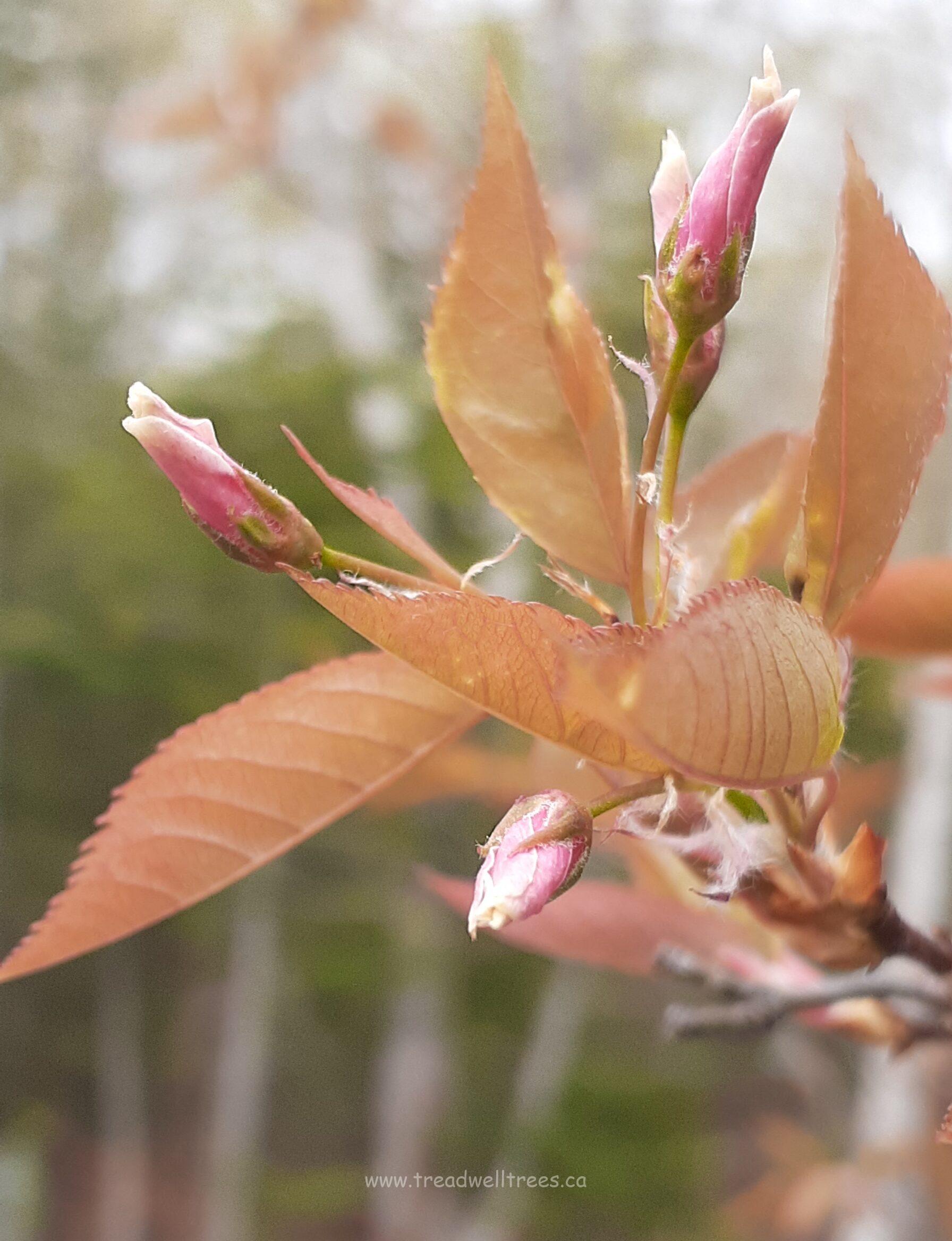 Downy Serviceberry - Image 3