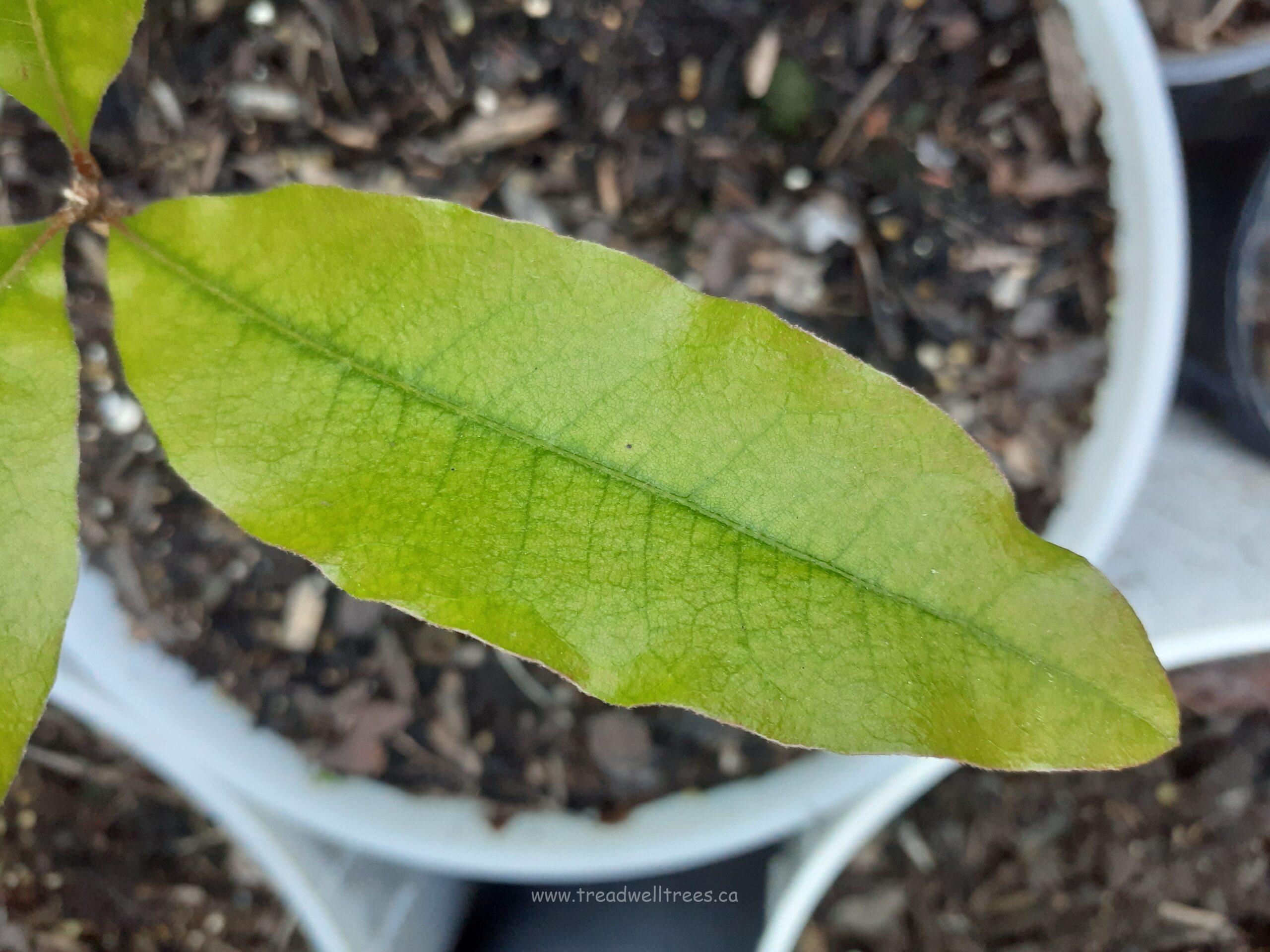 Shingle Oak - Image 3