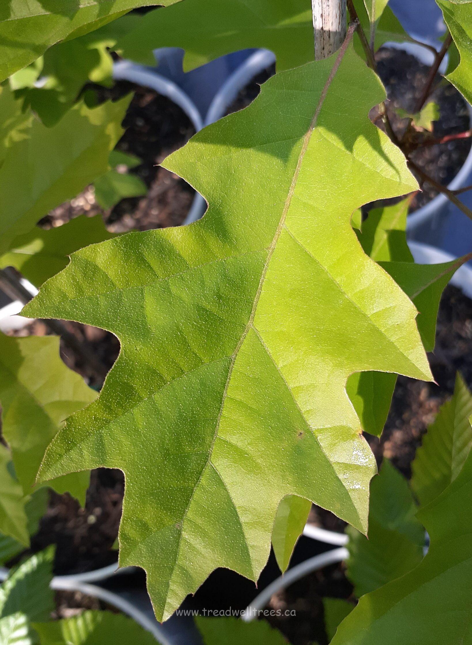 Shumard Oak - Image 2