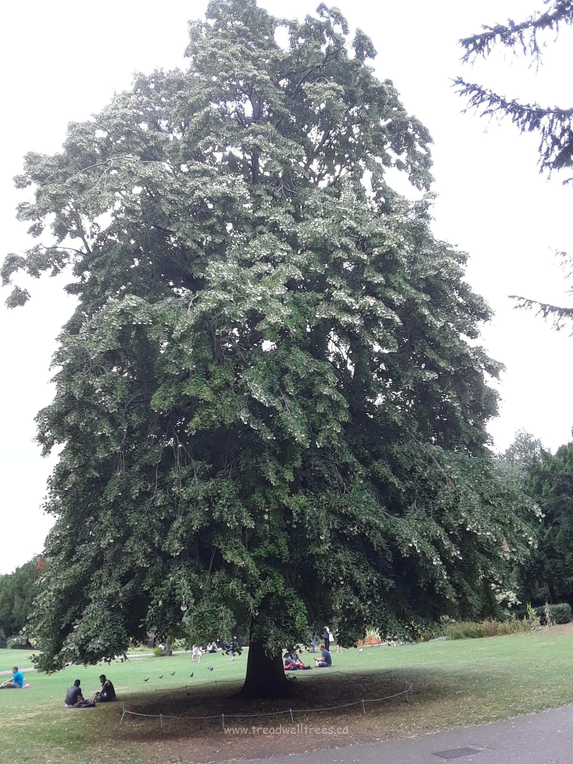 Silver Linden