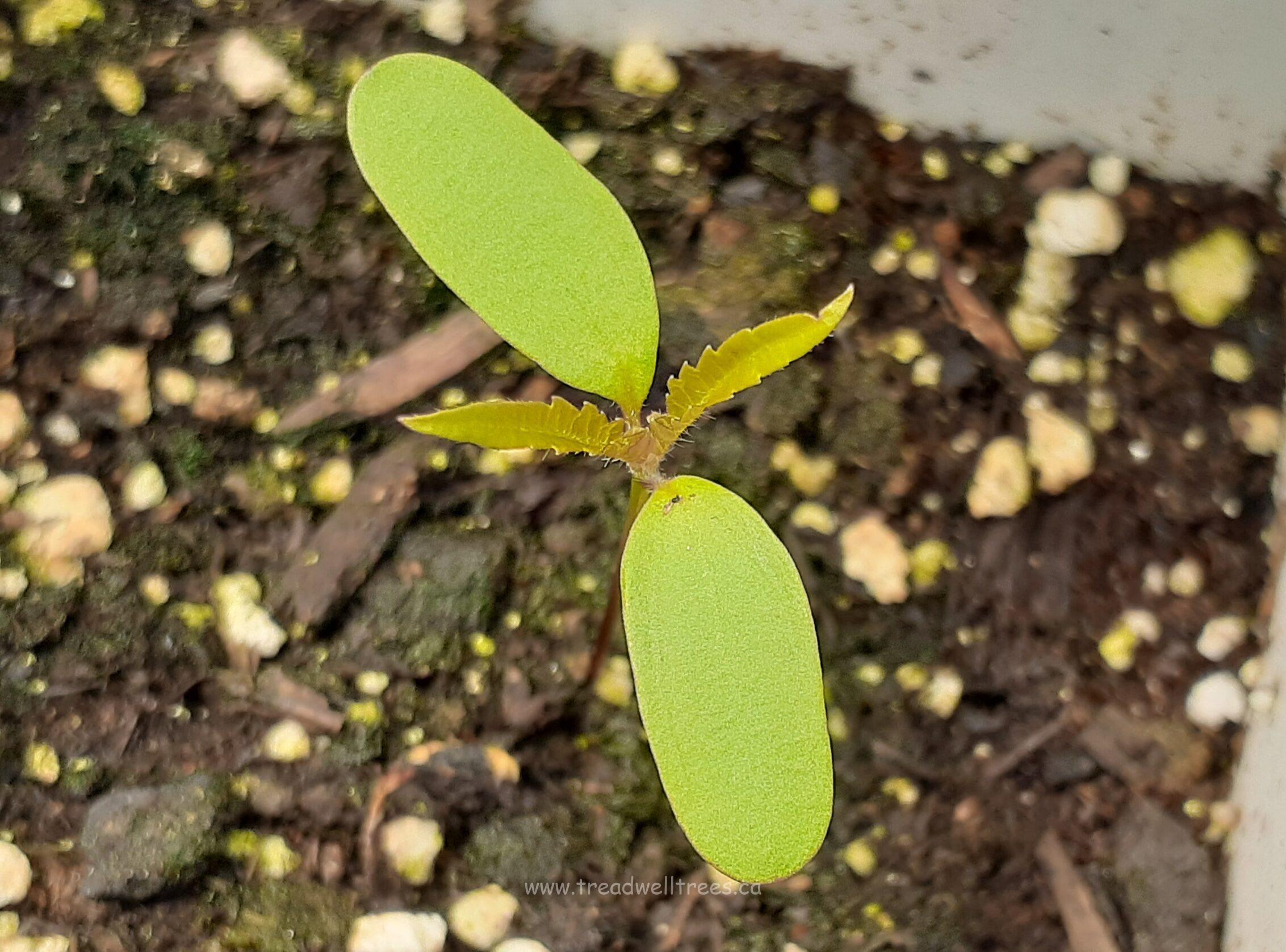 Staghorn Sumac - Image 6