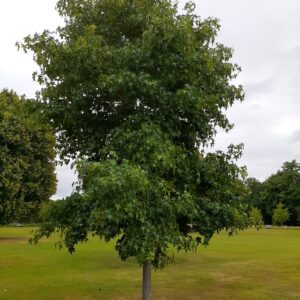 Sweet Gum - Image 4