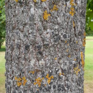 Sweet Gum - Image 5
