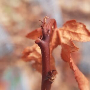 Sweet Gum - Image 3