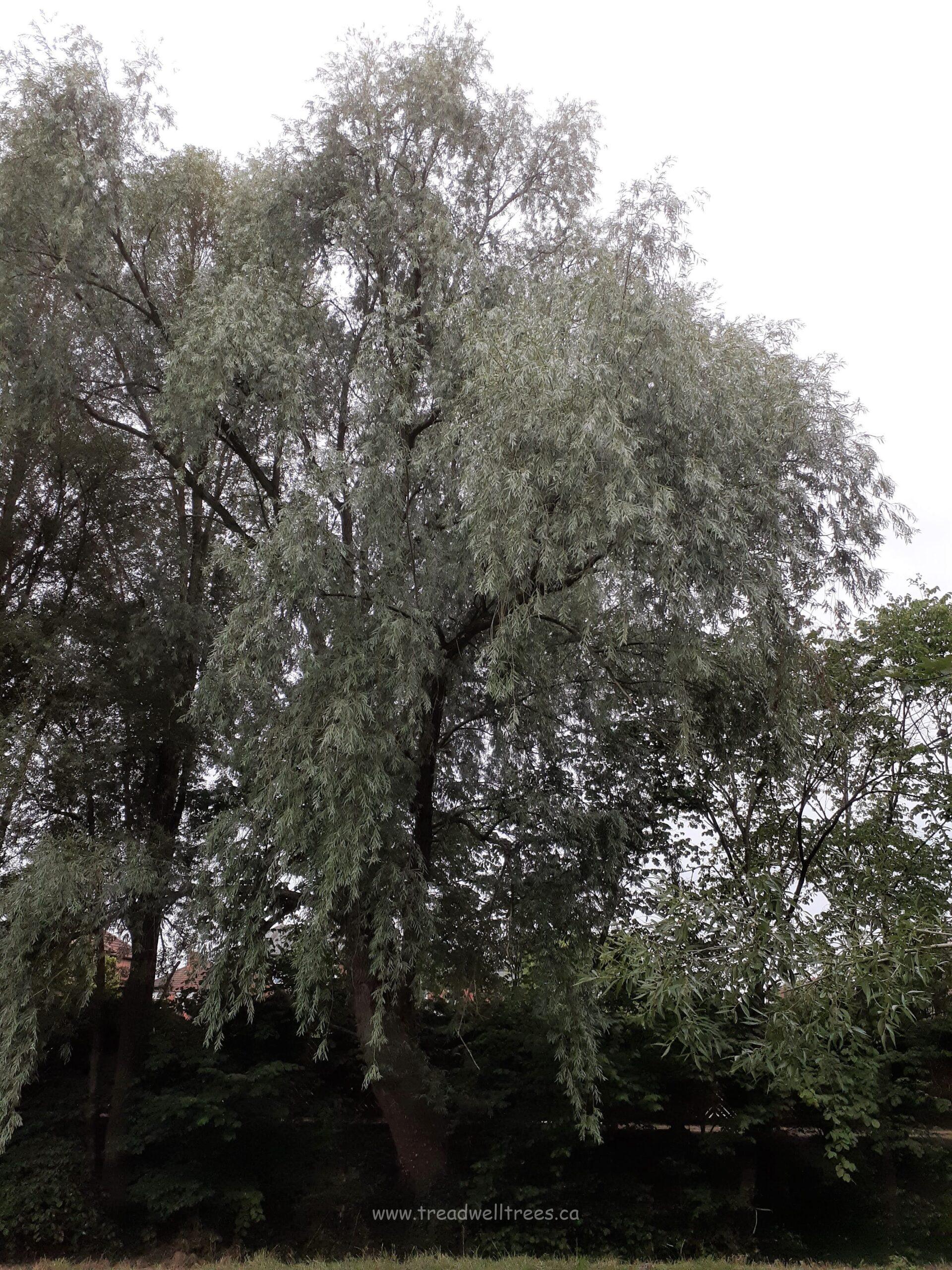 White Willow