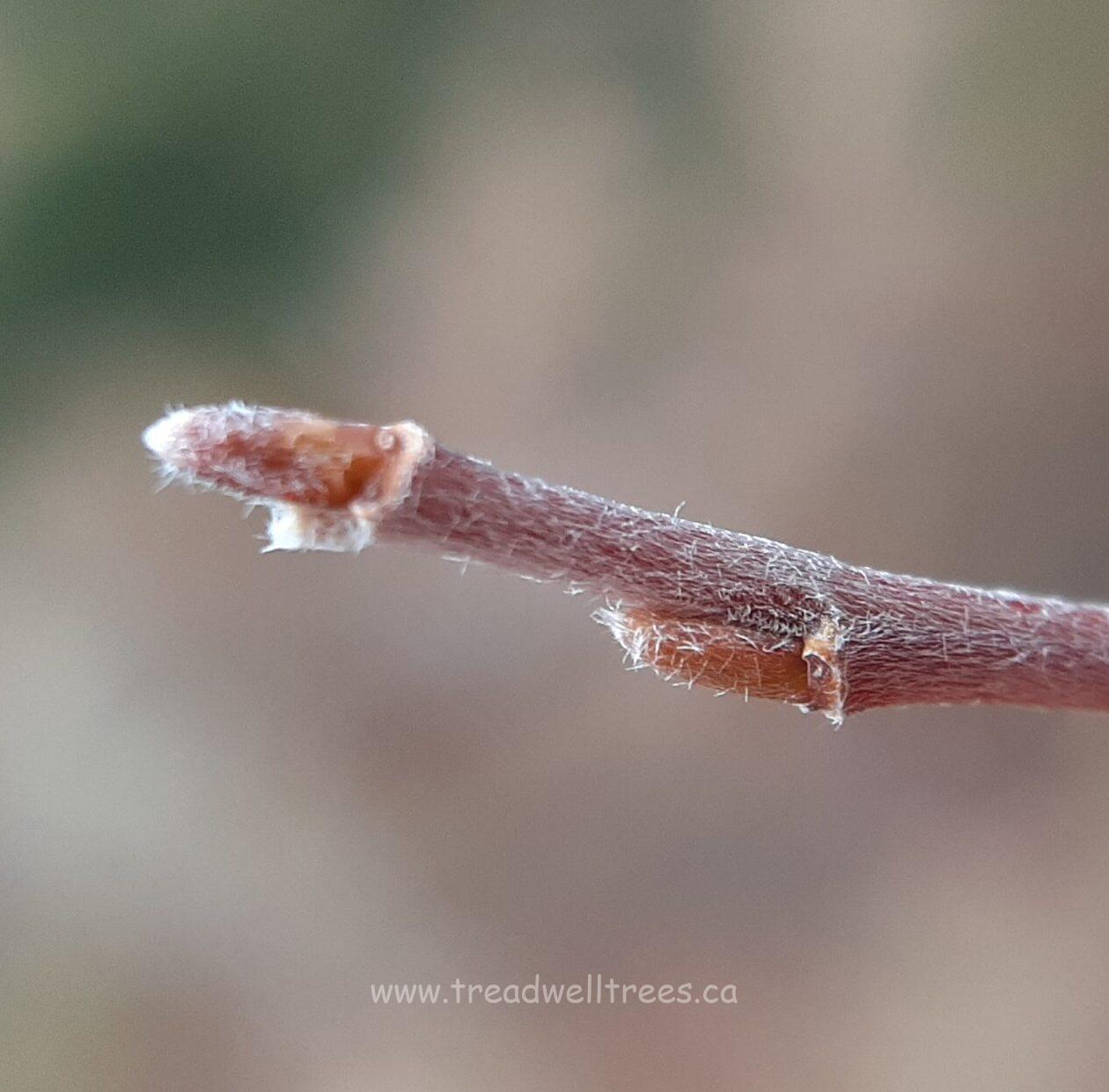 White Willow - Image 6