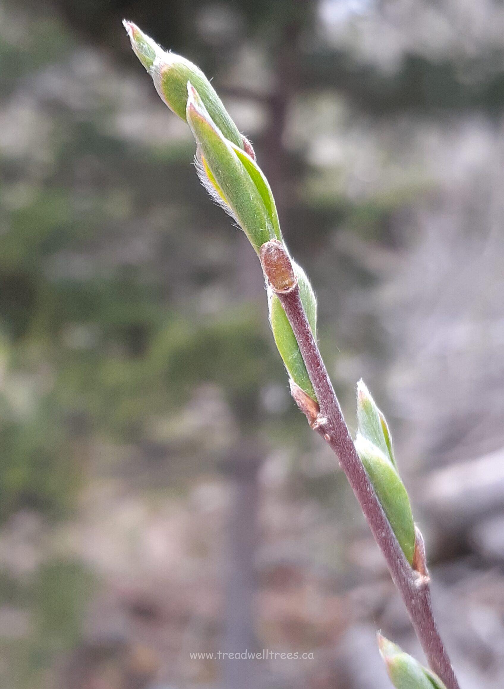 White Willow - Image 4