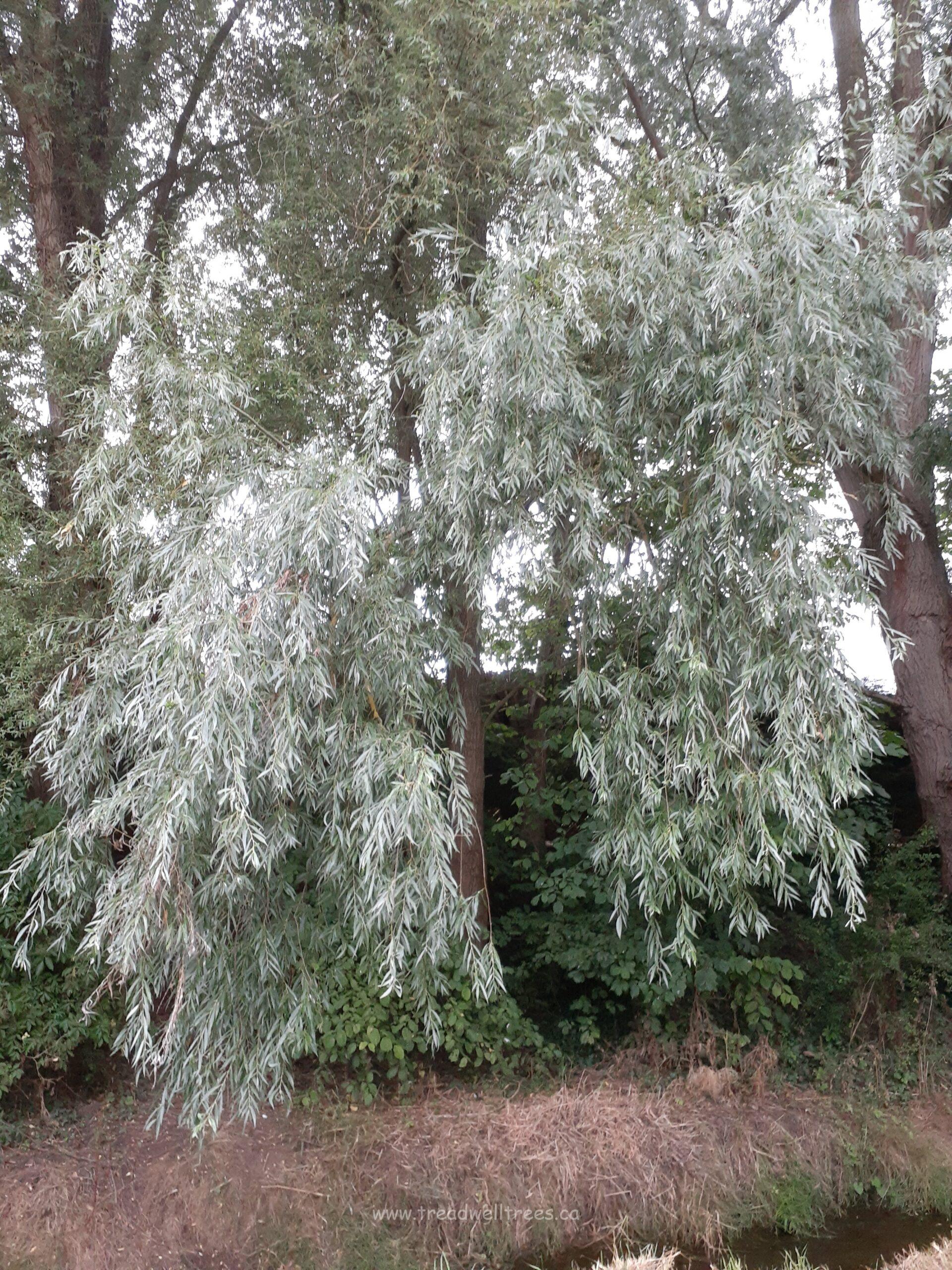 White Willow - Image 2