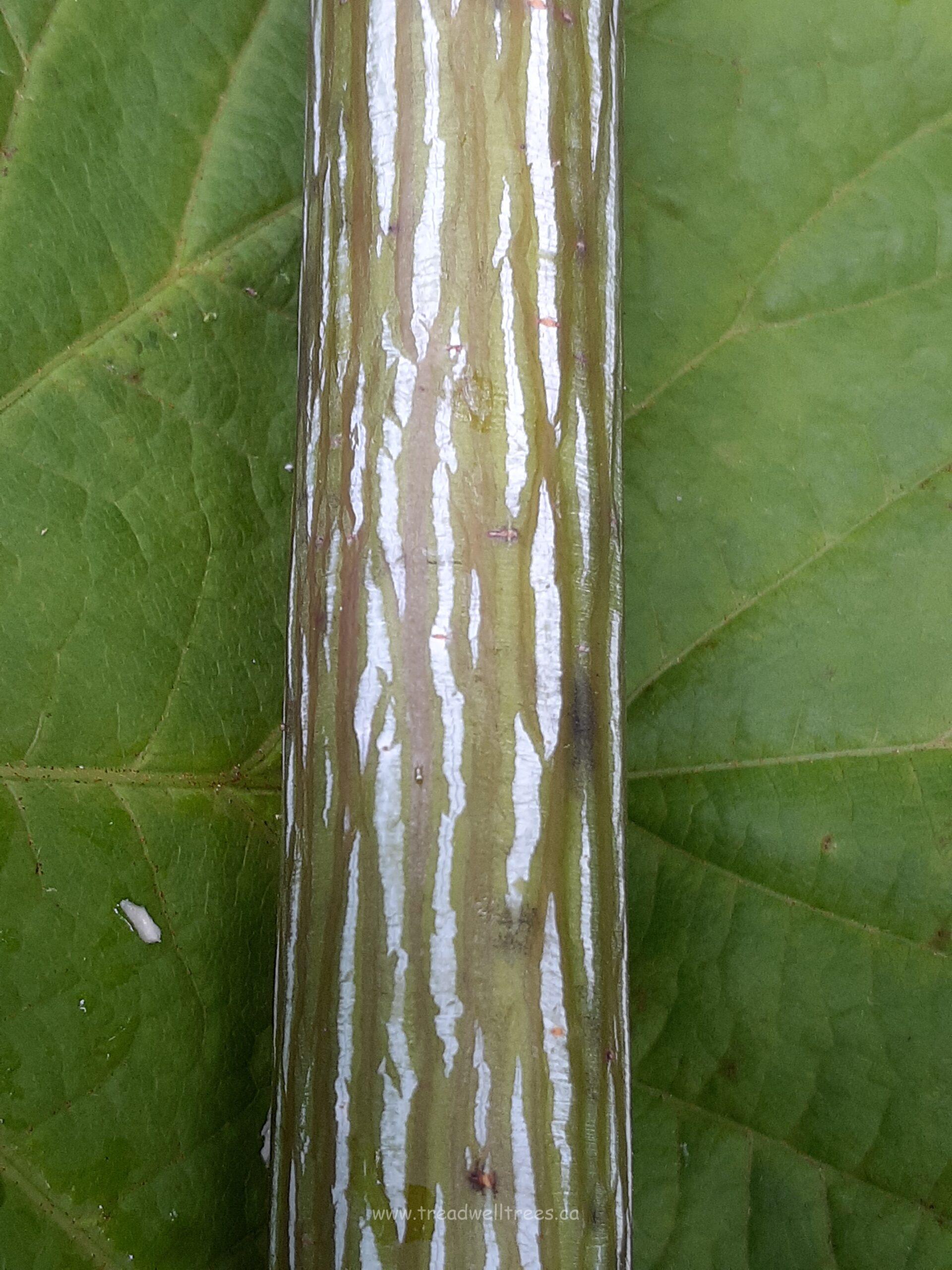 Striped Maple - Image 5
