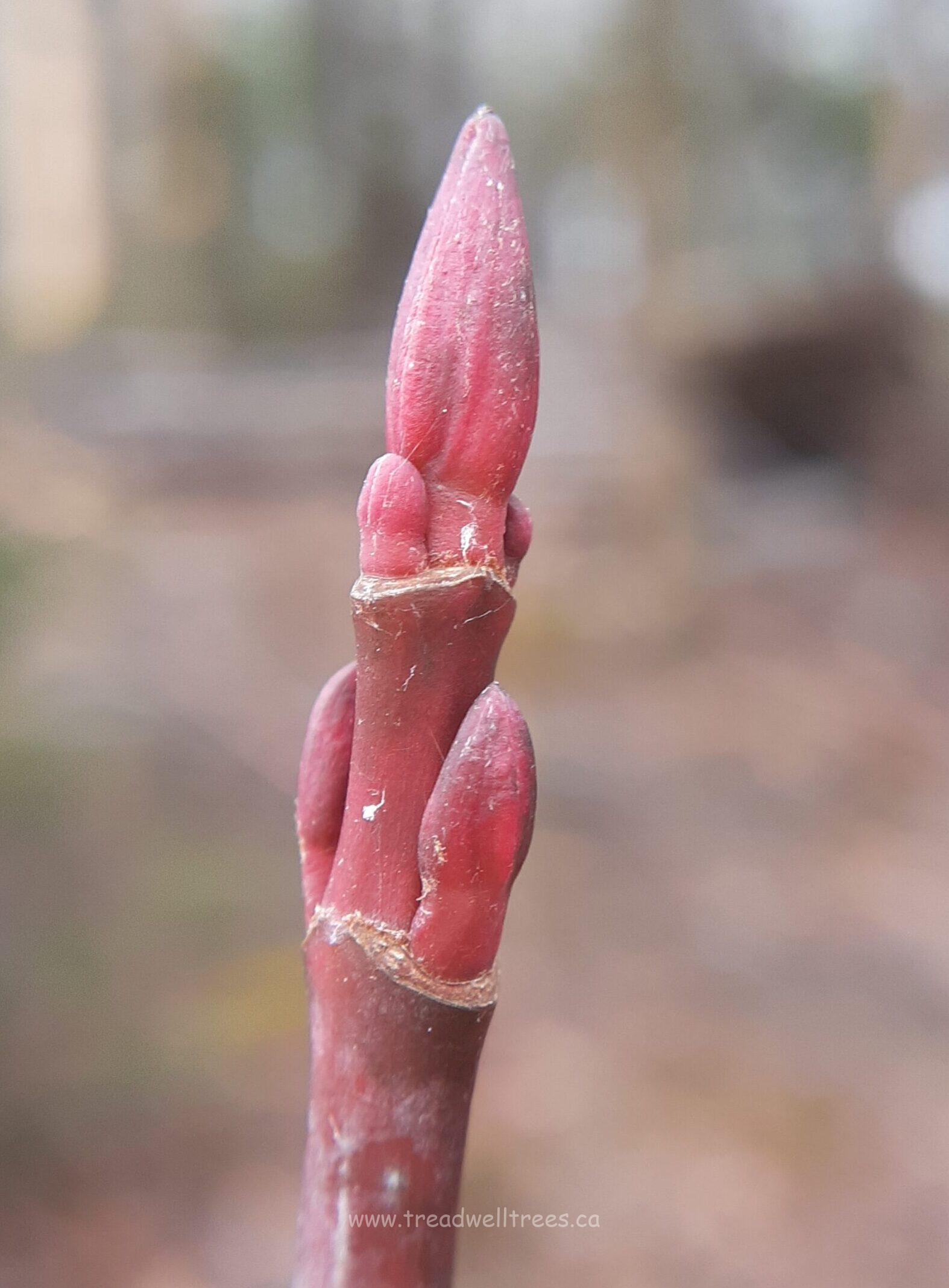 Striped Maple - Image 4