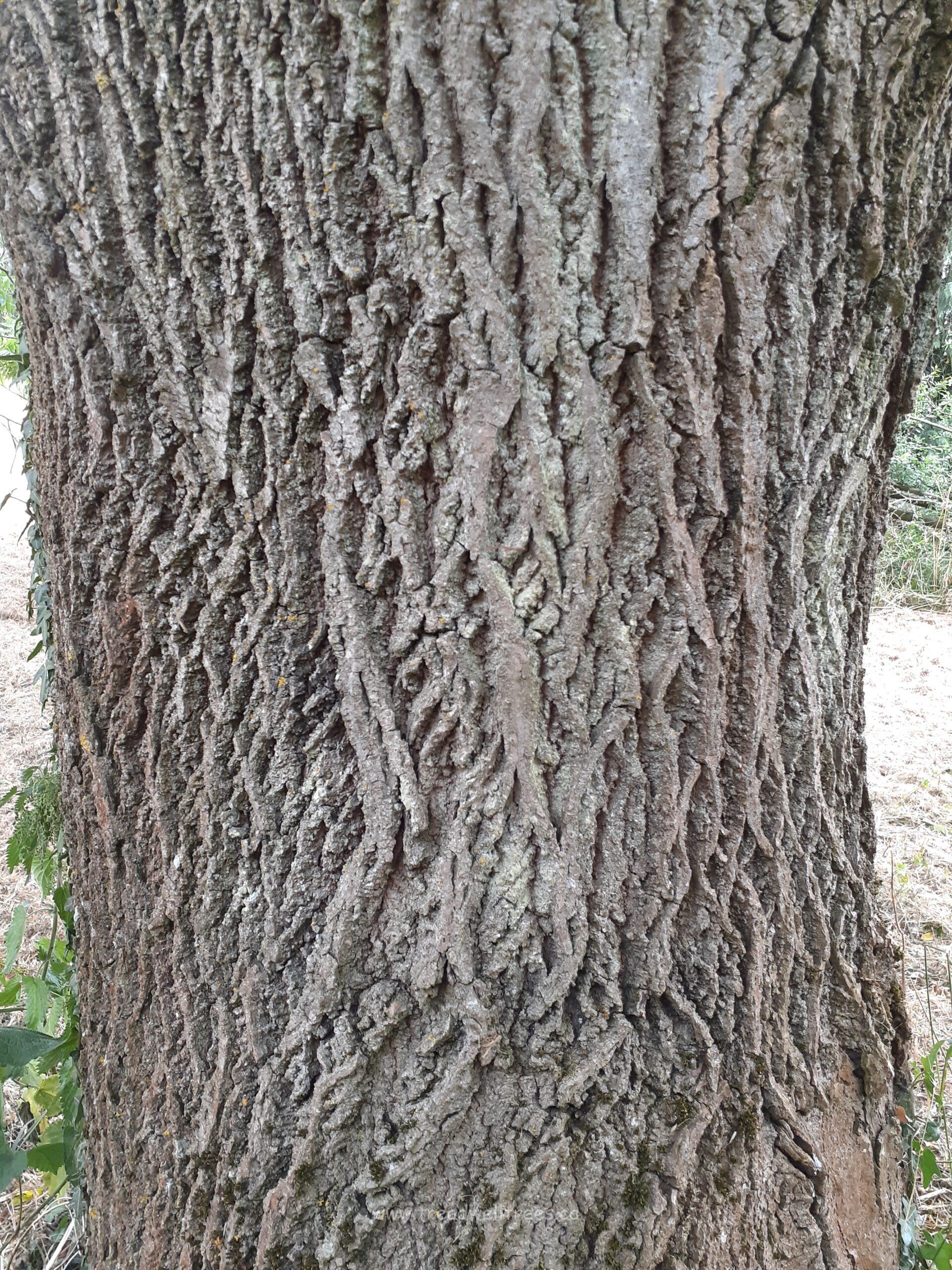 Heartnut - Image 5