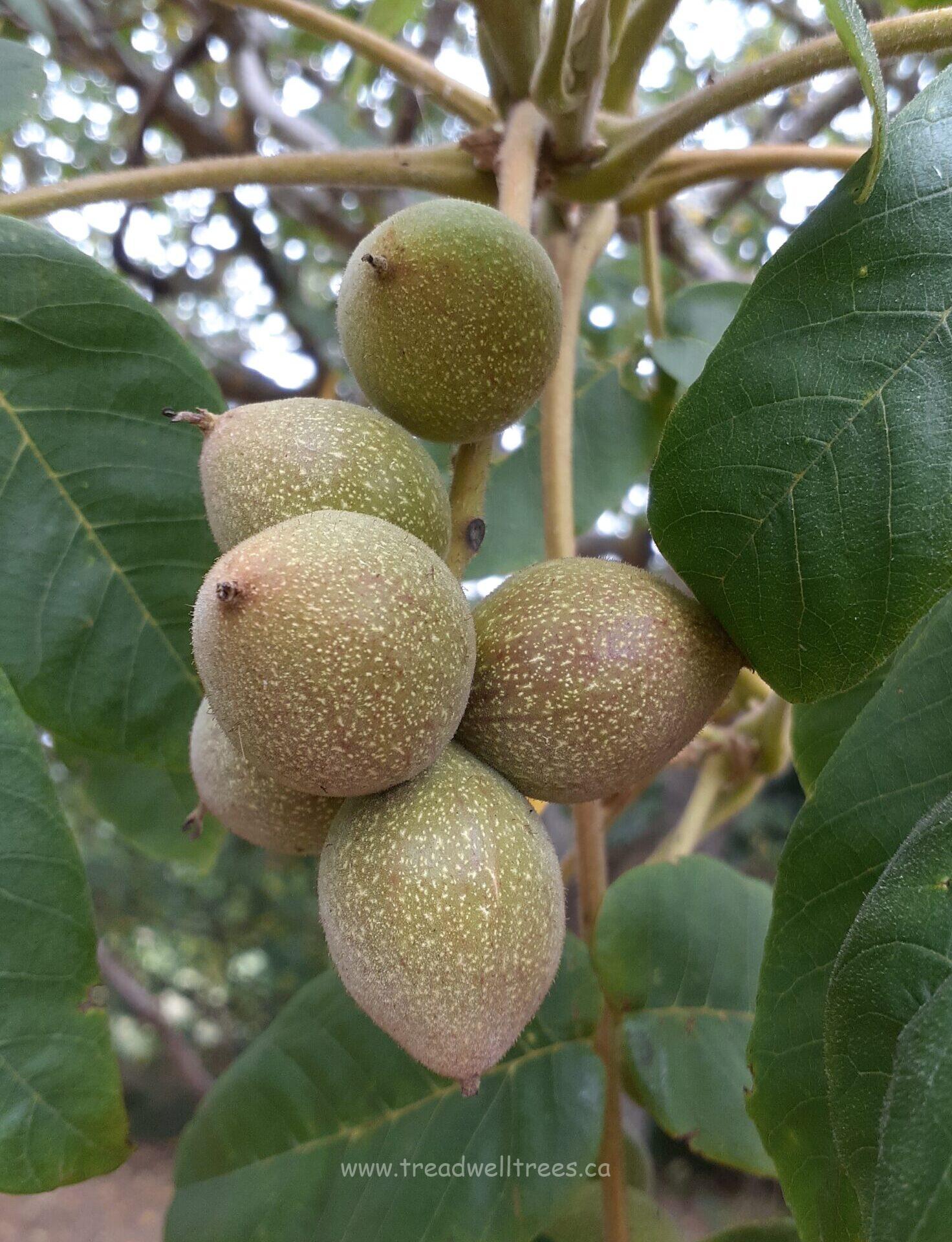 Heartnut - Image 4