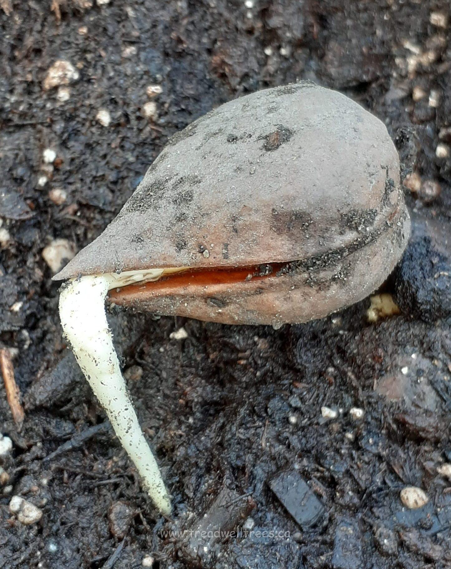 Heartnut - Image 2