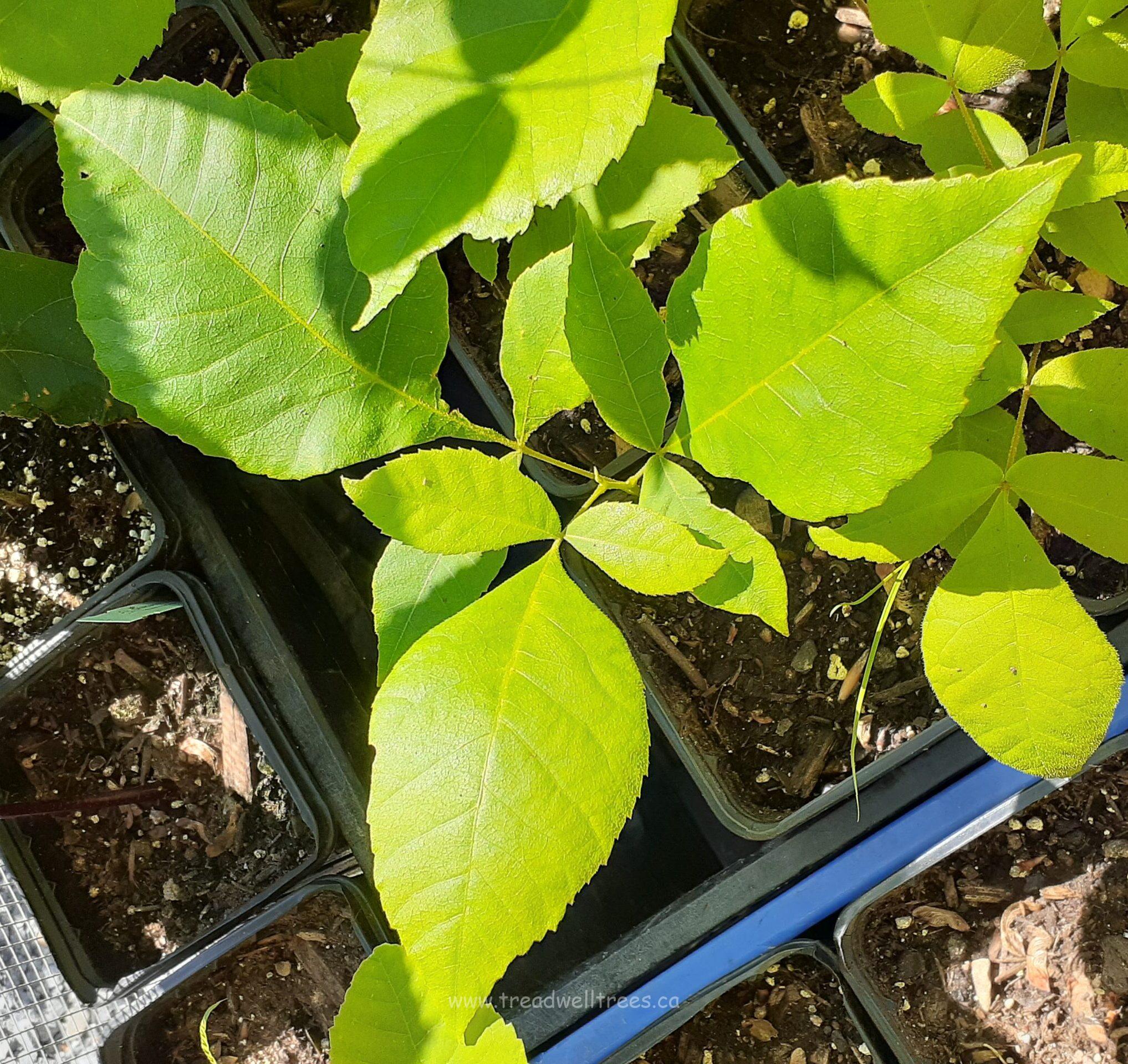 Mockernut Hickory