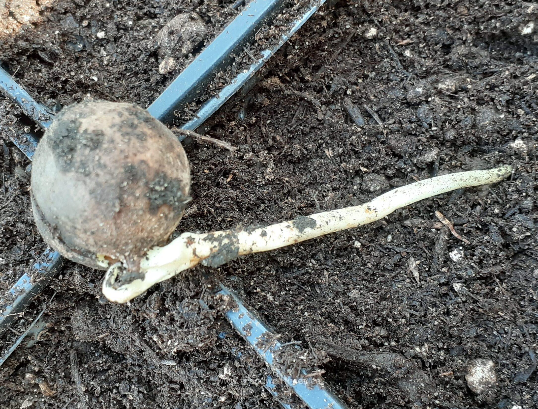 Mockernut Hickory - Image 3