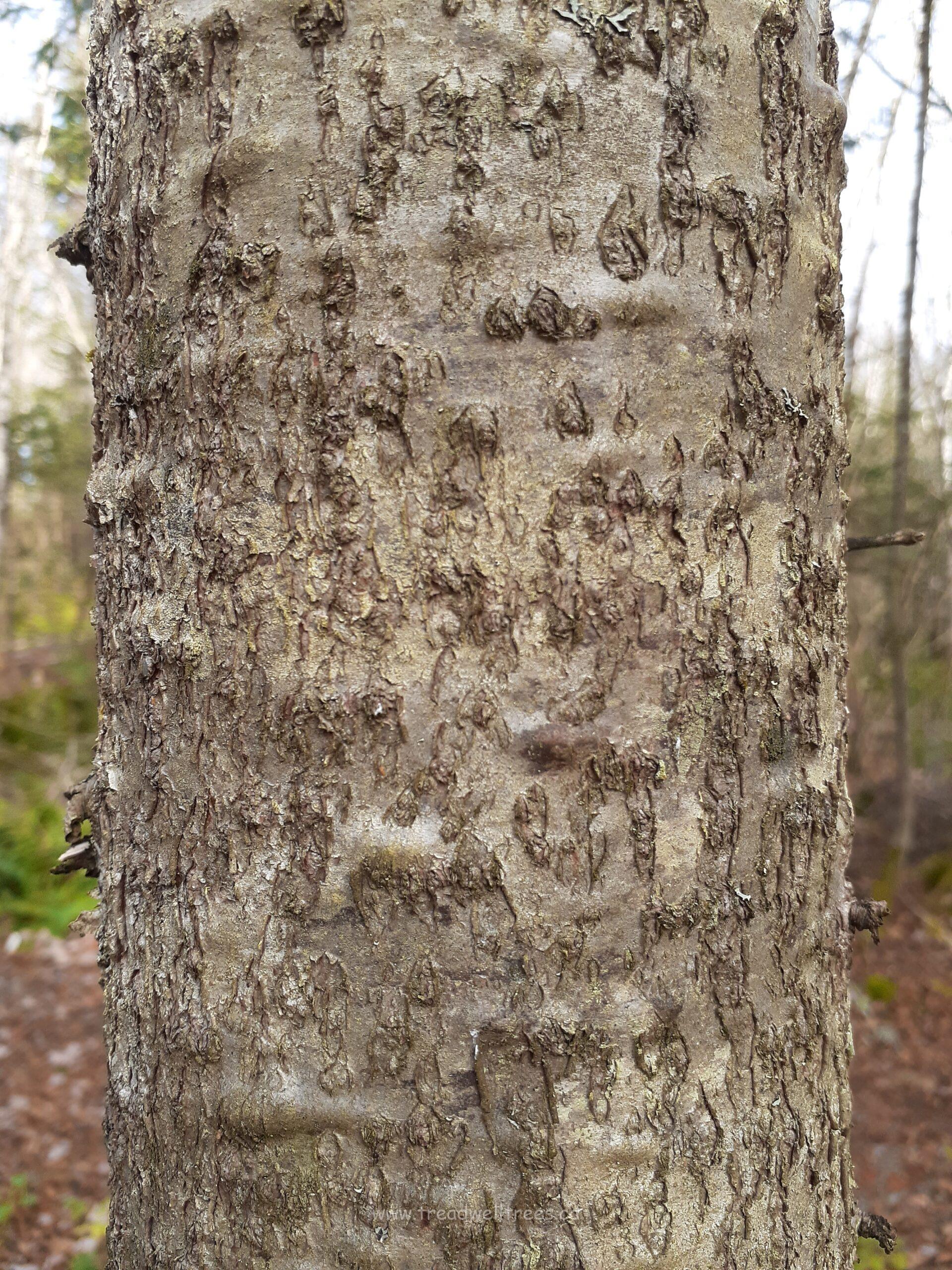 Balsam Fir - Image 4