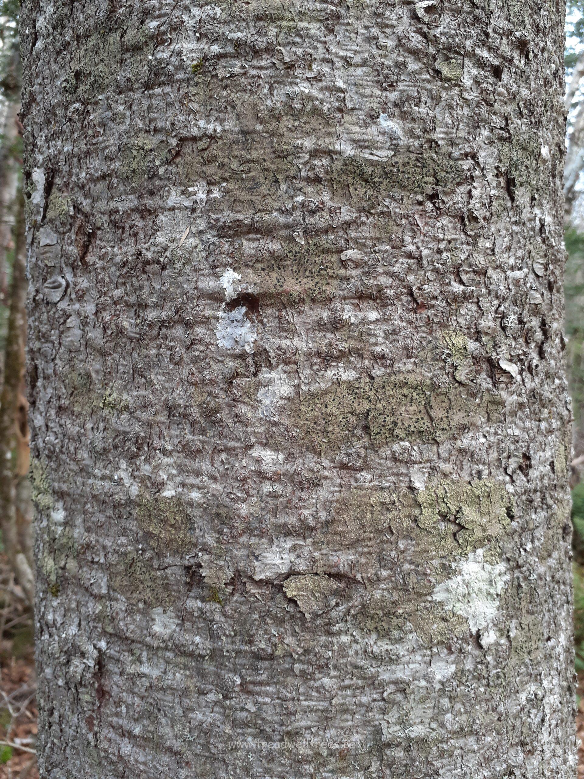 Balsam Fir - Image 3