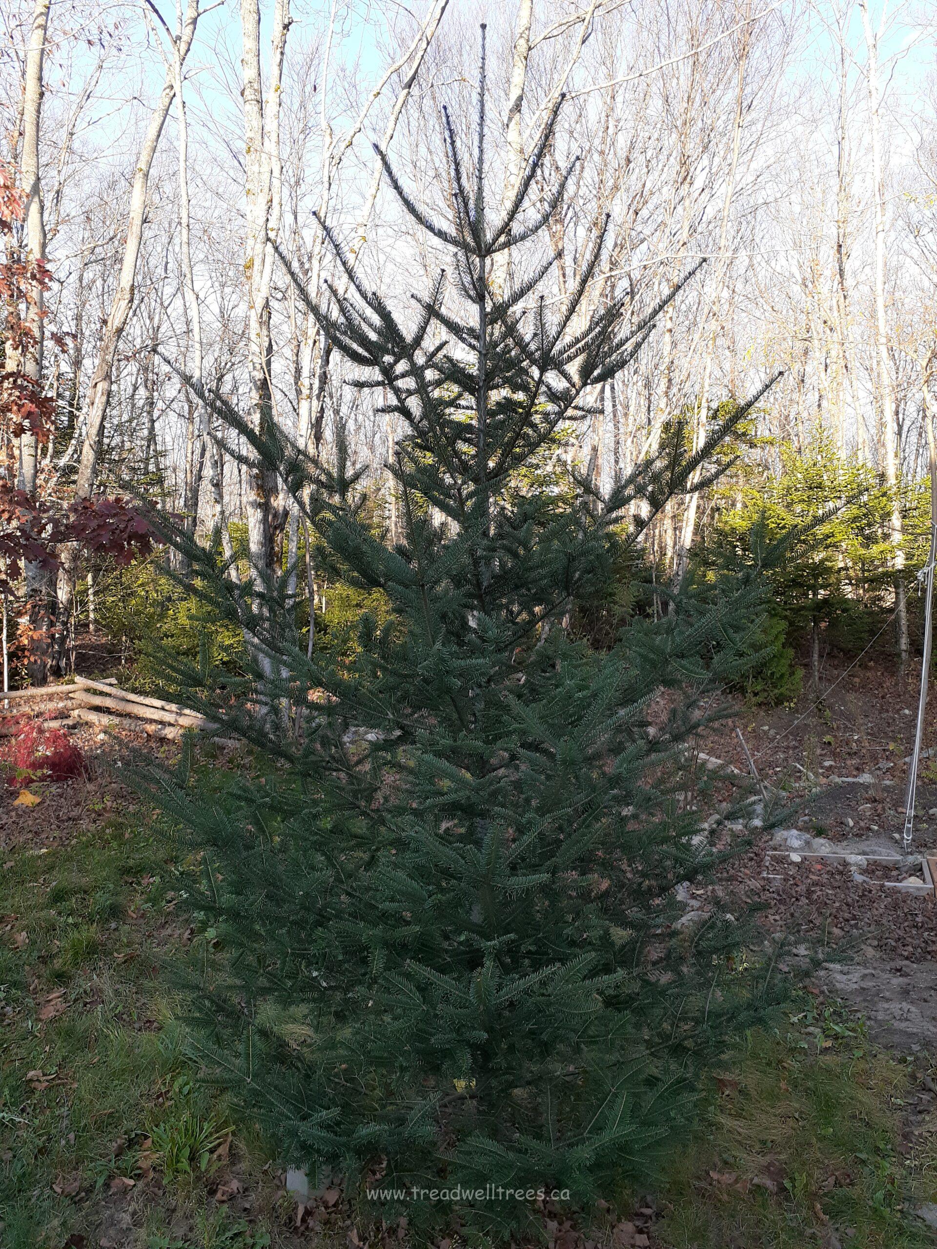 Balsam Fir