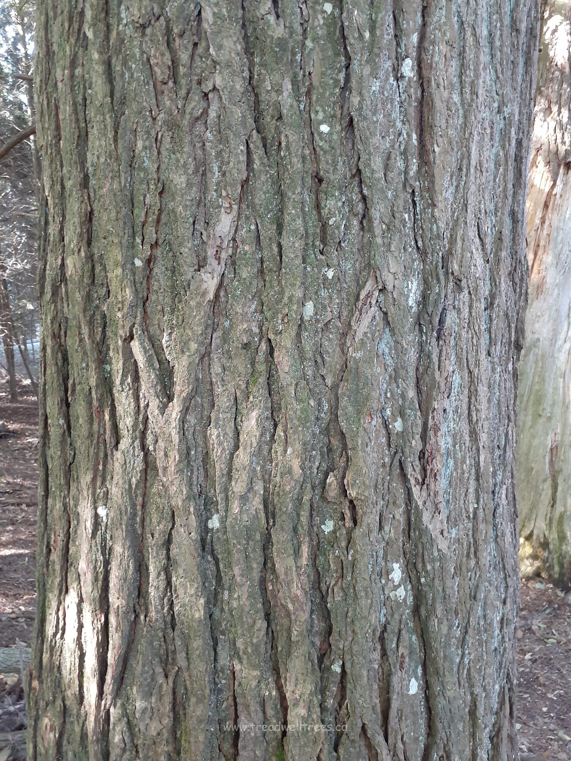 Eastern Hemlock - Image 2