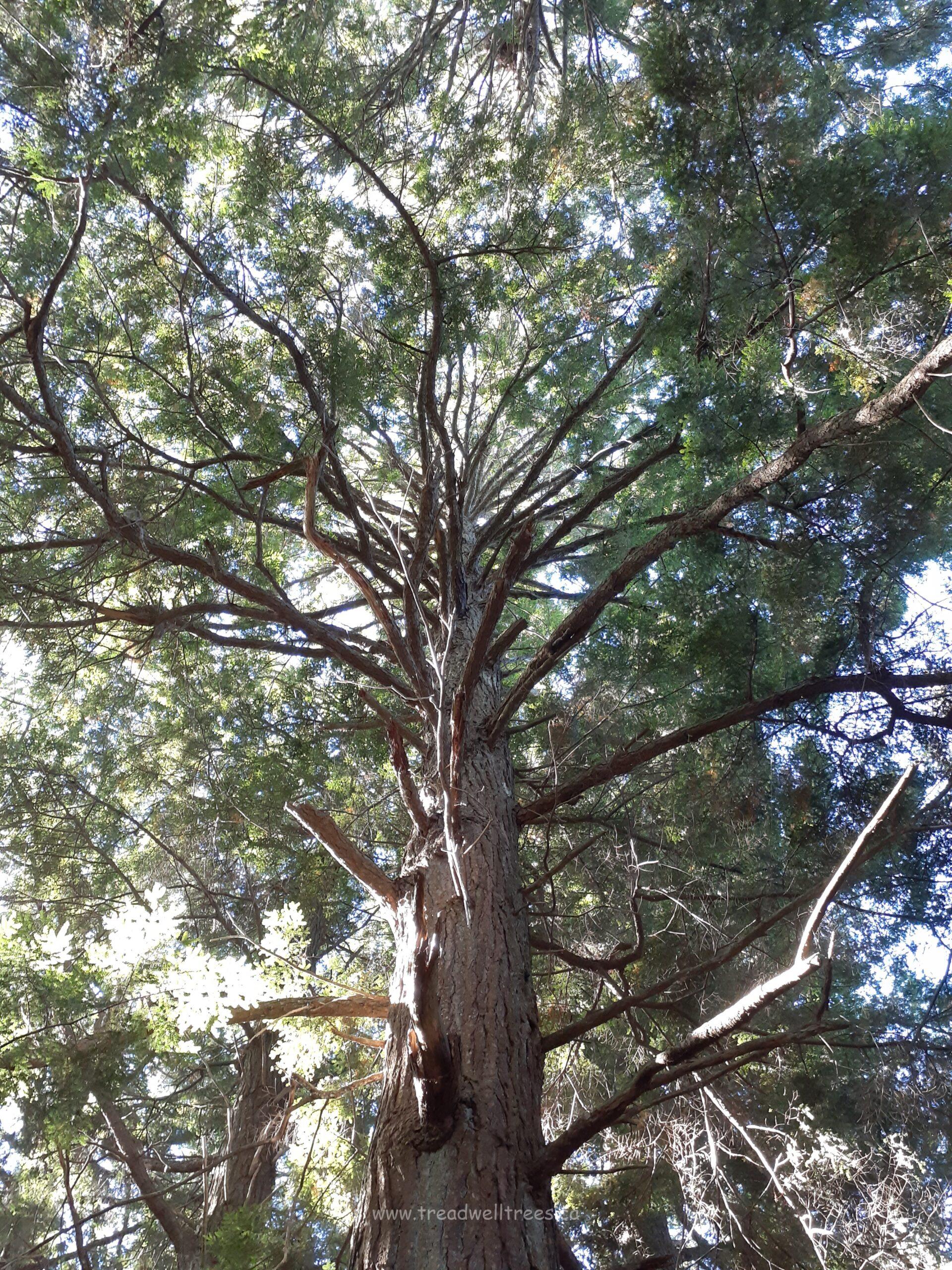 Eastern Hemlock - Image 5