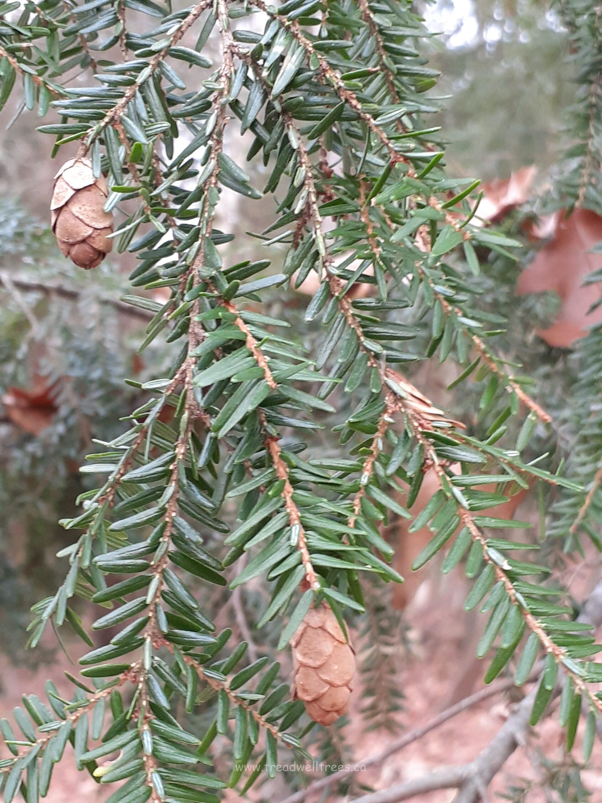 Eastern Hemlock