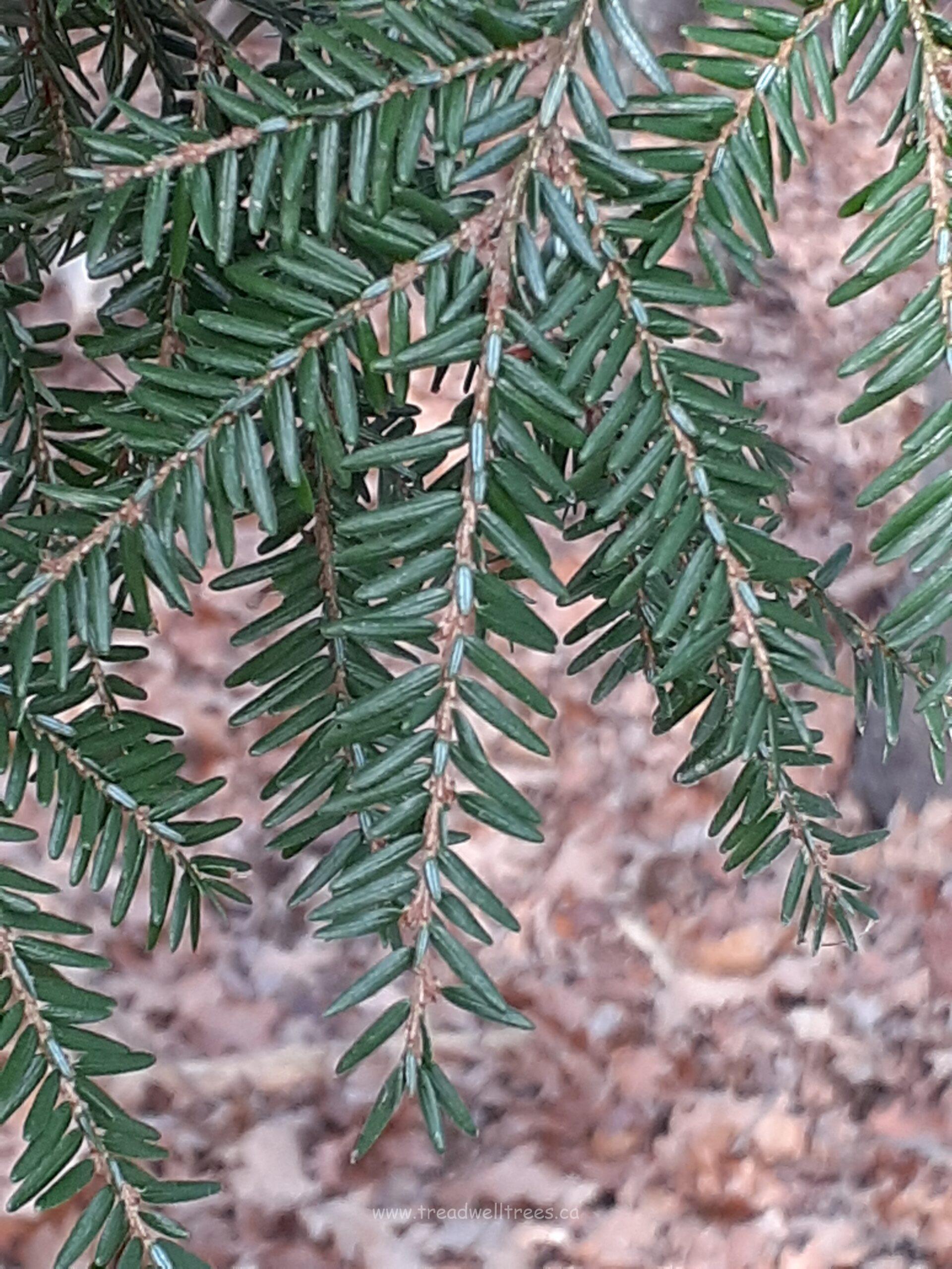 Eastern Hemlock - Image 4