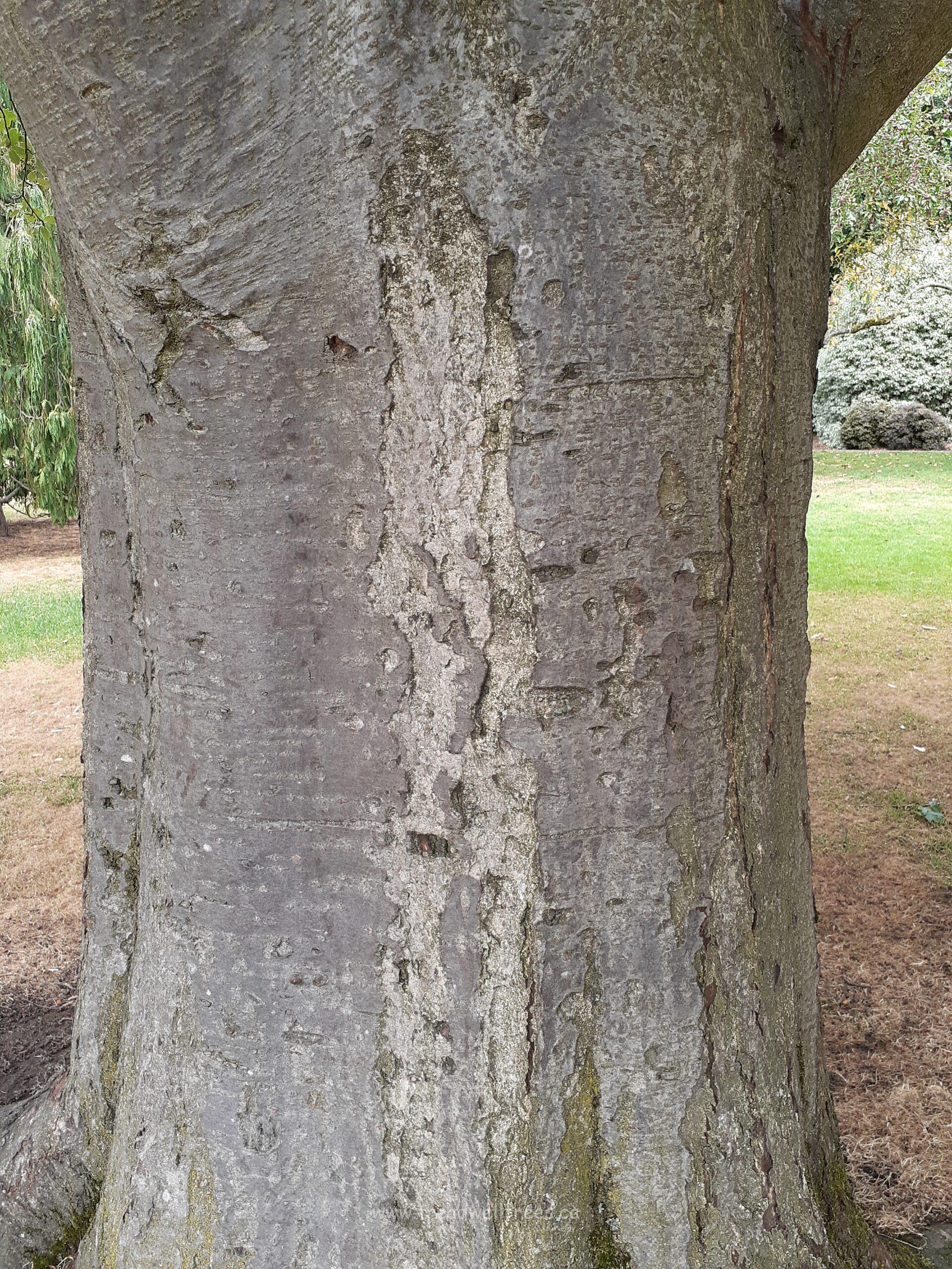 Swedish Whitebeam - Image 4