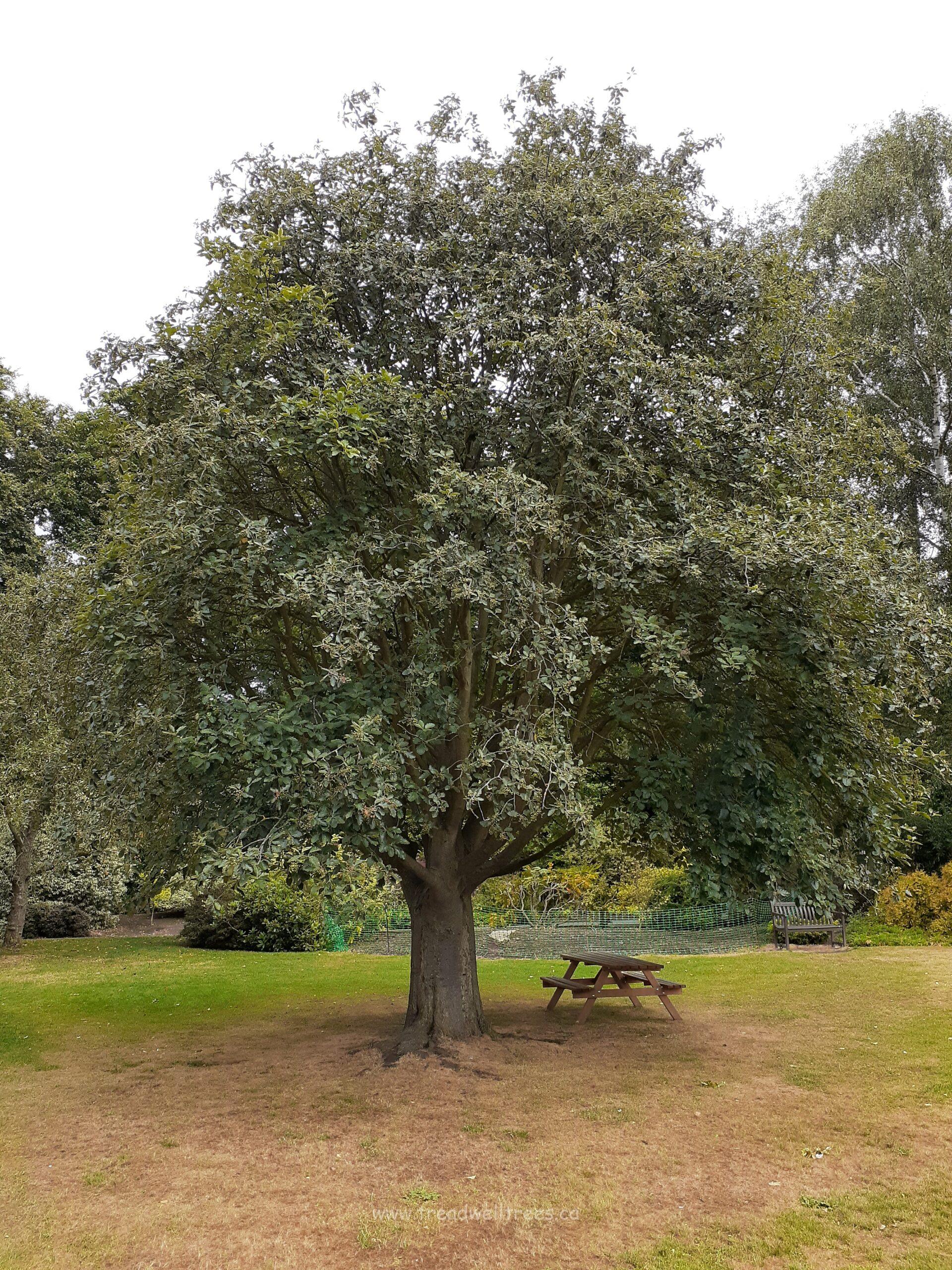 Swedish Whitebeam