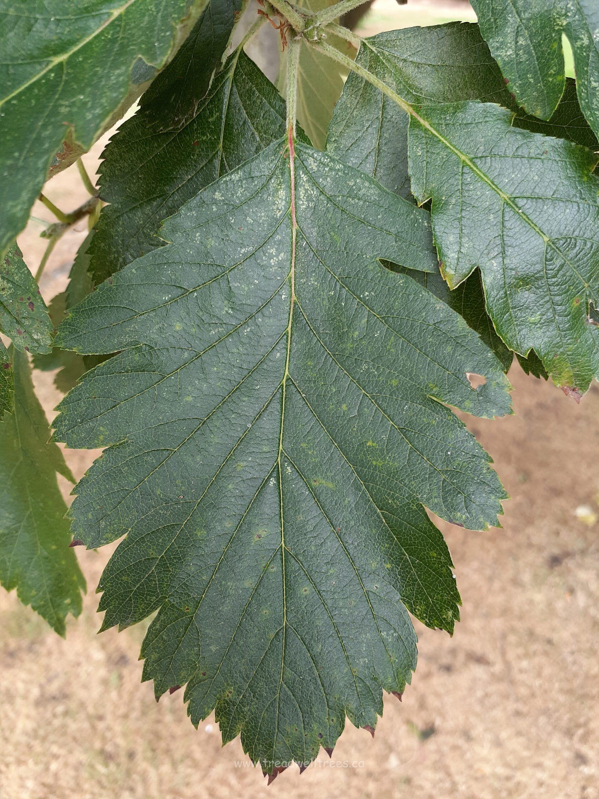 Swedish Whitebeam - Image 3