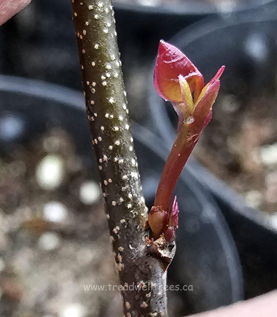 Eastern Redbud - Image 4