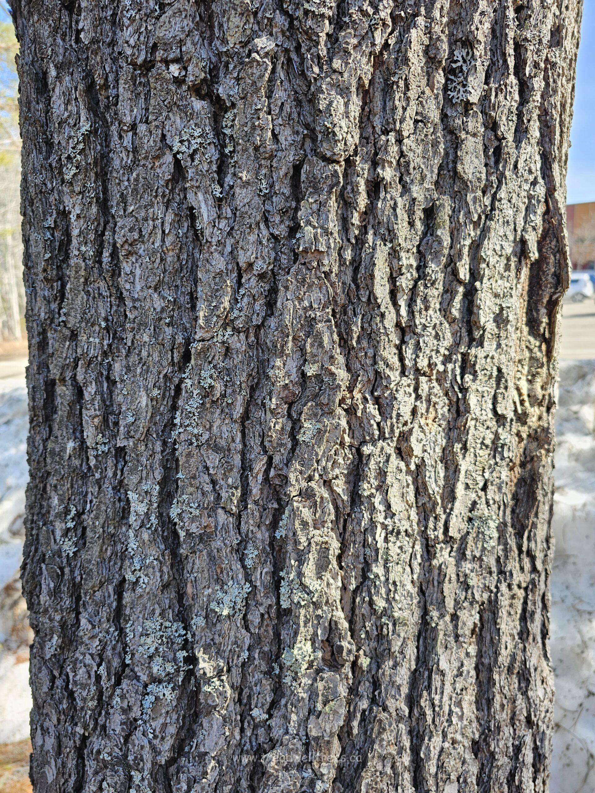 Eastern White Pine - Image 5