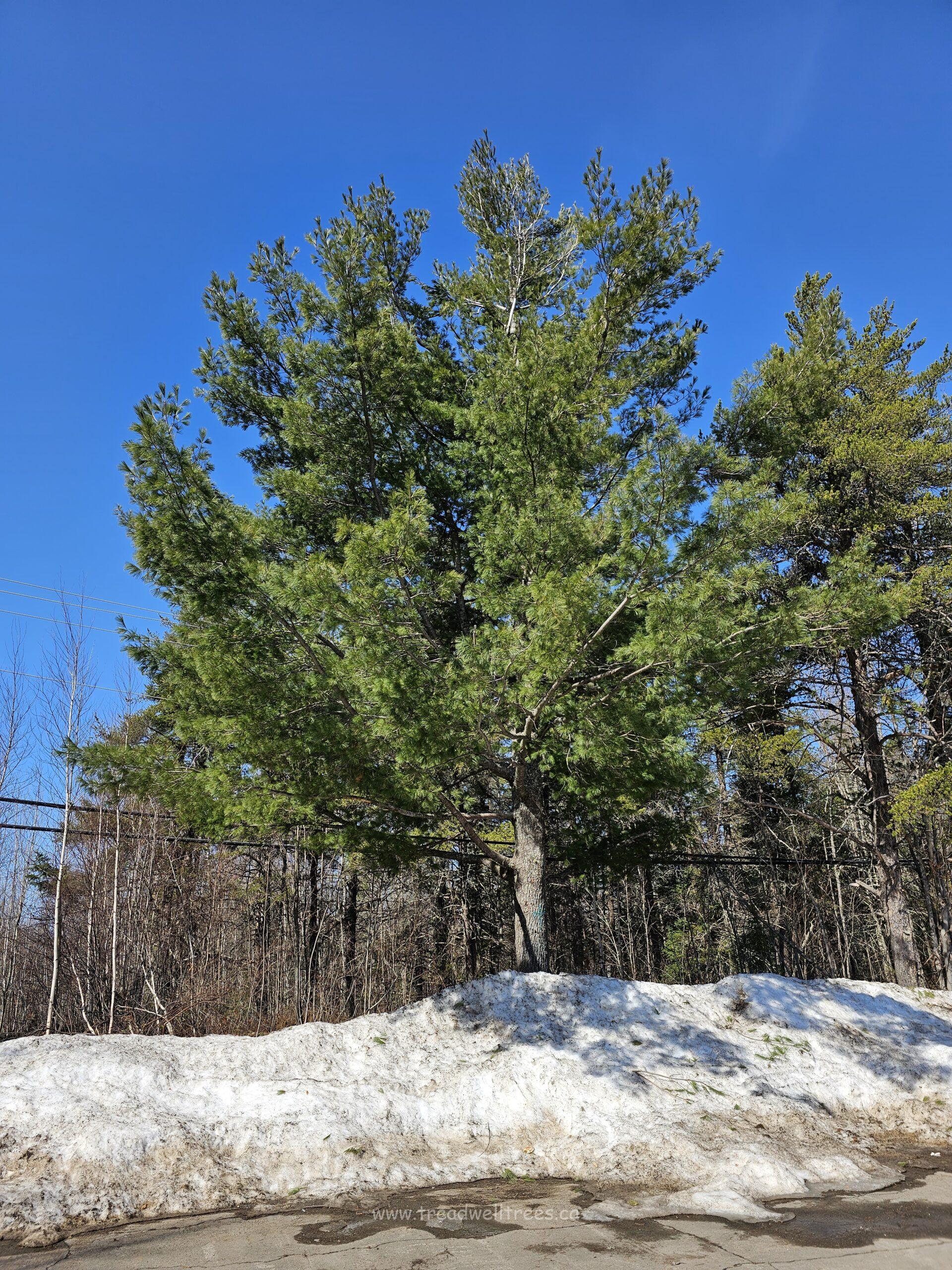 Eastern White Pine - Image 2