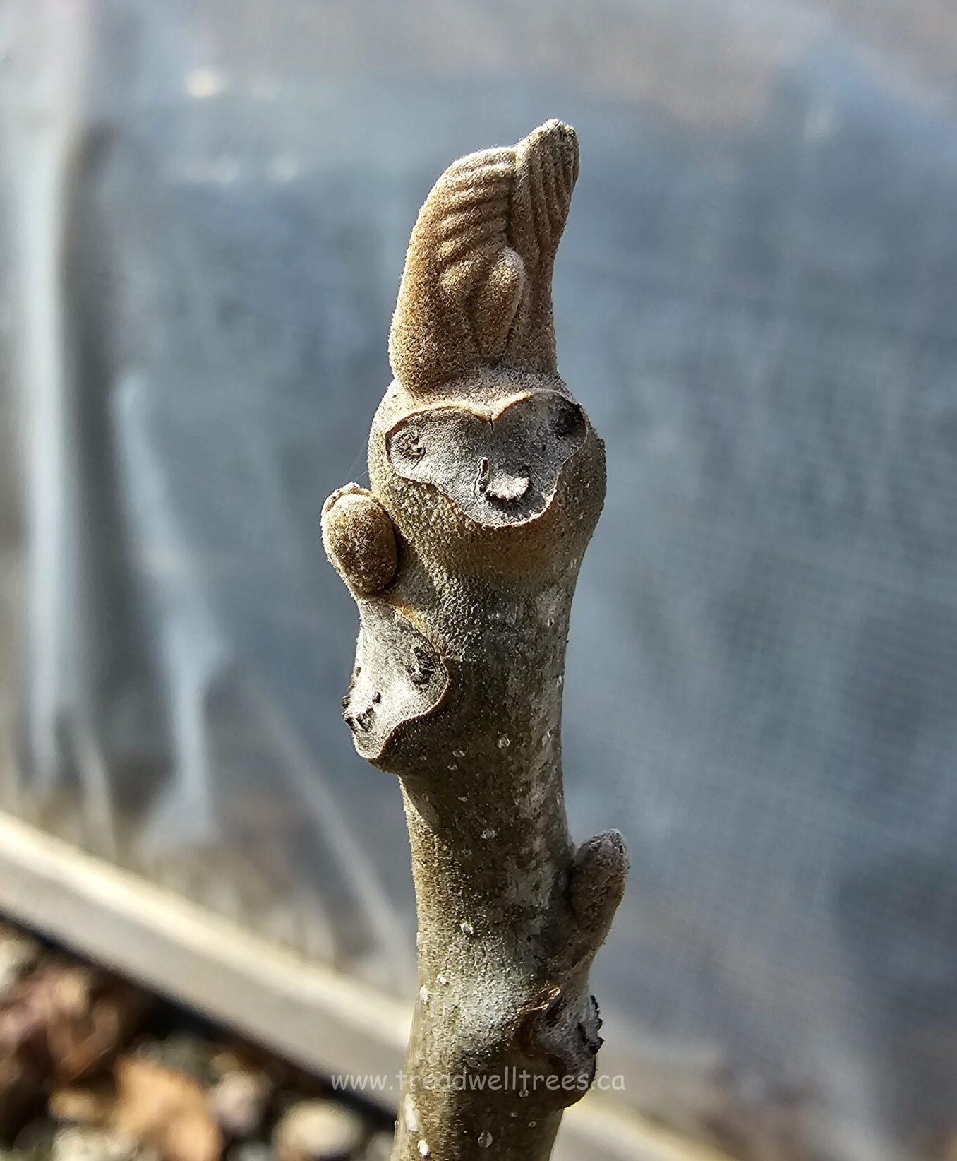 Heartnut - Image 6
