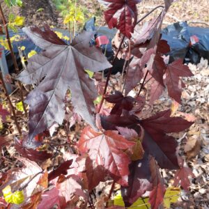 Sweet Gum - Image 6