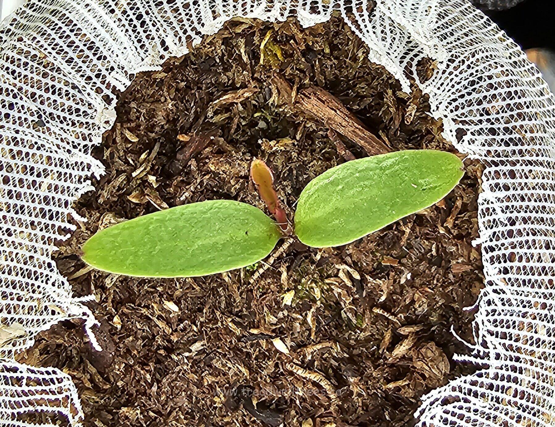 American Holly - Image 3