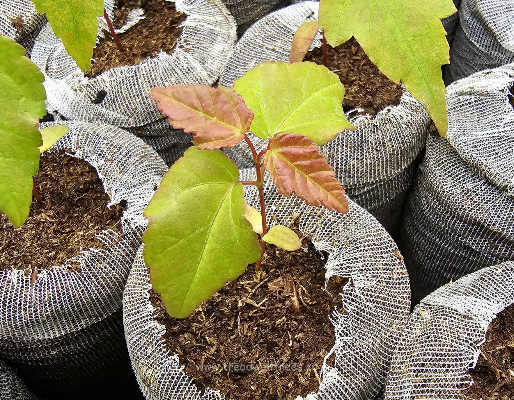 Amur Maple - Image 3